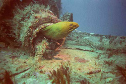 Friendly eel in the reef