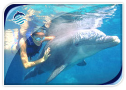 Delphinus Dreams Cancun