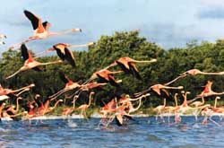 Flamingos rising at Celestun