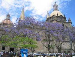 Jacaranda Trees in Bloom