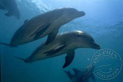 Diver and Dolphins in Pool