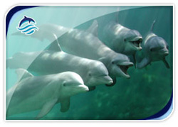 Delphinus Xcaret