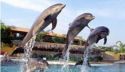 Happy Trio @ Dolphins Vallarta