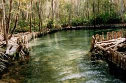 Ojo de Agua - Celestun Reserve