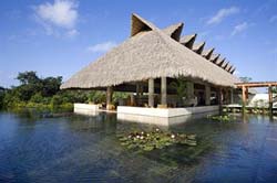 Mangroves at Mandarin Oriental