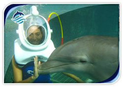 Delphinus Xcaret