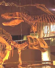 Reconstructed Dinosaurs