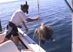 Releasing Turtle from towline