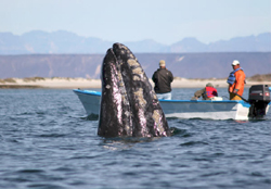 Gray Whales San Ignacio Lagoon